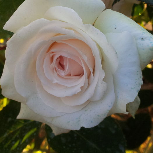 IMG_20160521_201042 - trandafiri 2016