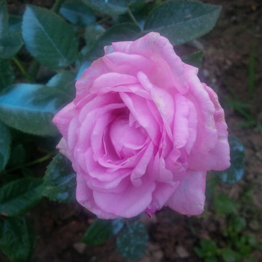 IMG_20160521_205542 - trandafiri 2016