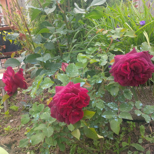 IMG_20160525_173450 - trandafiri 2016