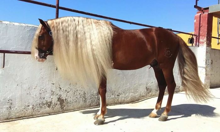 FB_IMG_1464092787396