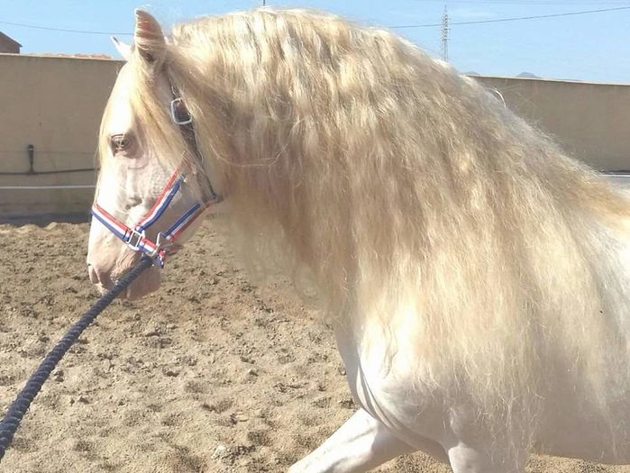 FB_IMG_1464092797456