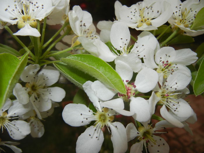 Pear Tree Blossom (2016, April 08)