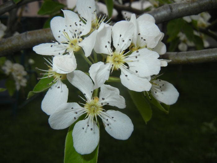Pear Tree Blossom (2016, April 10) Pear Tree Blossom (2016, April 10)