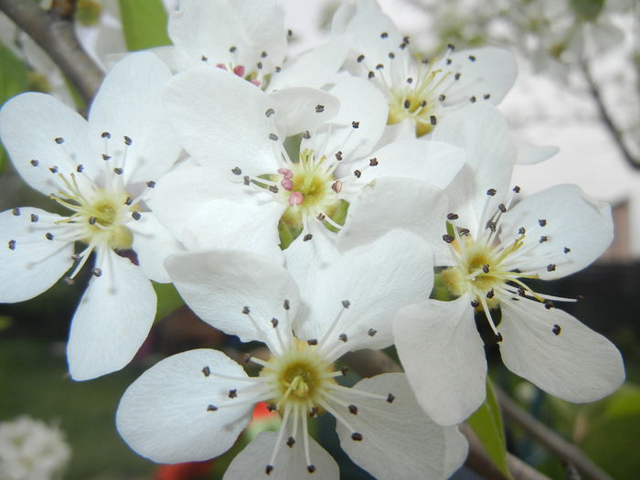 Pear Tree Blossom (2016, April 10) Pear Tree Blossom (2016, April 10)