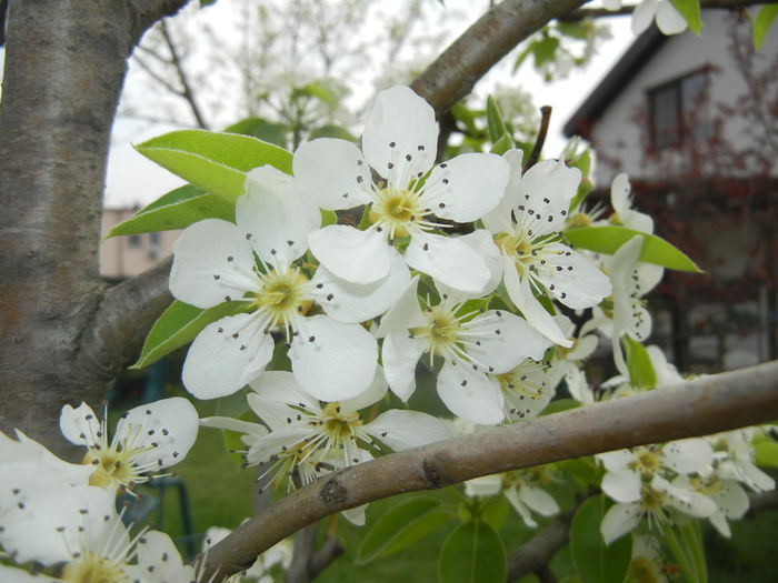 Pear Tree Blossom (2016, April 10) Pear Tree Blossom (2016, April 10)