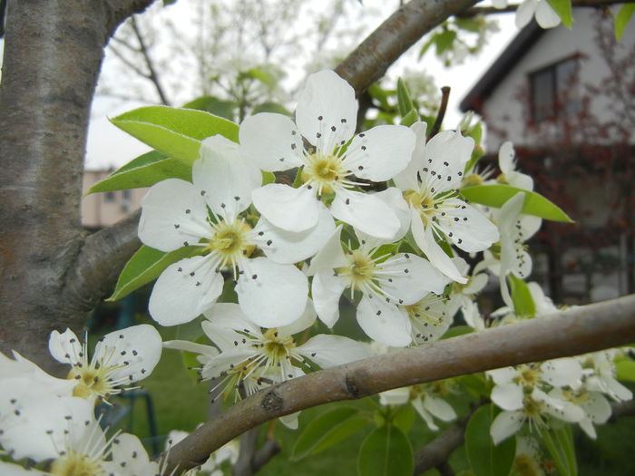 Pear Tree Blossom (2016, April 10) - Pear Tree_Par Napoca