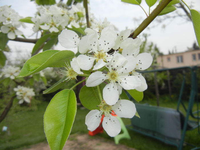 Pear Tree Blossom (2016, April 10) Pear Tree Blossom (2016, April 10)