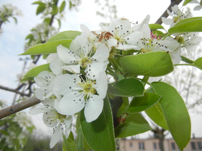 Pear Tree Blossom (2016, April 10)