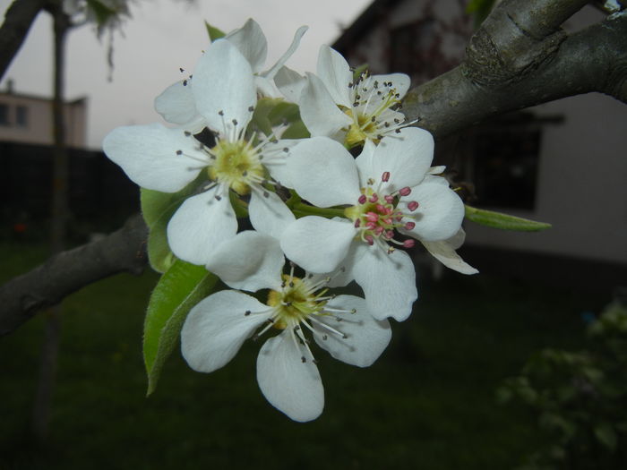 Pear Tree Blossom (2016, April 10) - Pear Tree_Par Napoca