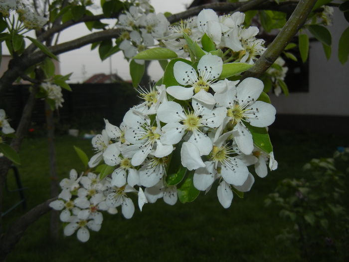 Pear Tree Blossom (2016, April 10)