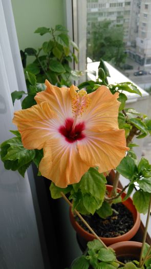 IMG_20160508_184927 - Hibiscus 2016