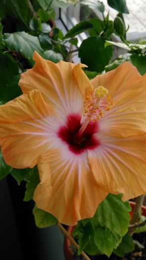 IMG_20160508_184940 - Hibiscus 2016