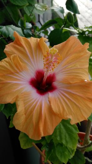 IMG_20160508_184943 - Hibiscus 2016