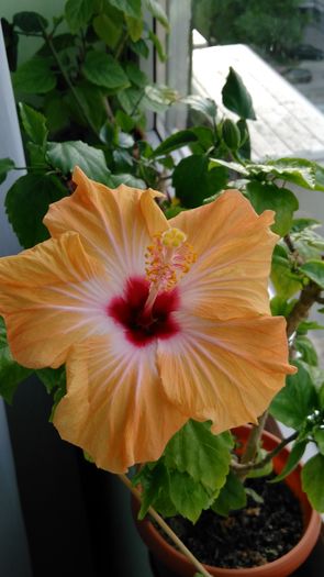 IMG_20160508_185020 - Hibiscus 2016