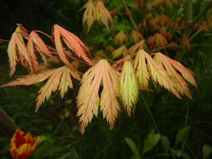 Acer palmatum Ariadne (2016, April 12)