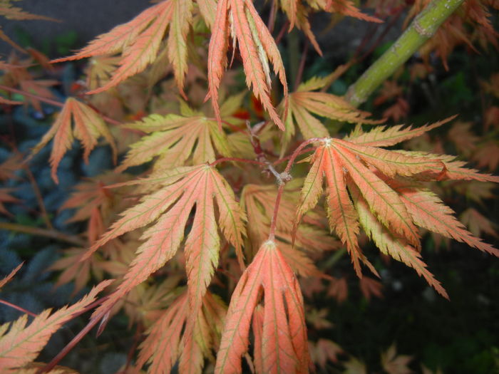 Acer palmatum Ariadne (2016, April 13)