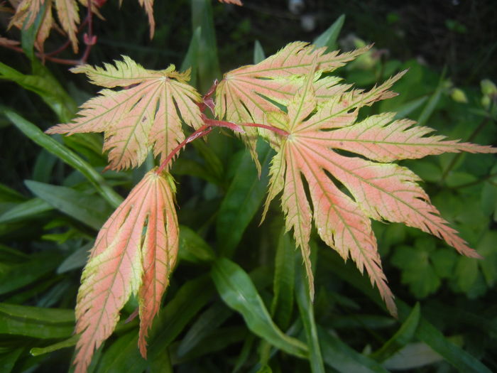 Acer palmatum Ariadne (2016, April 13)