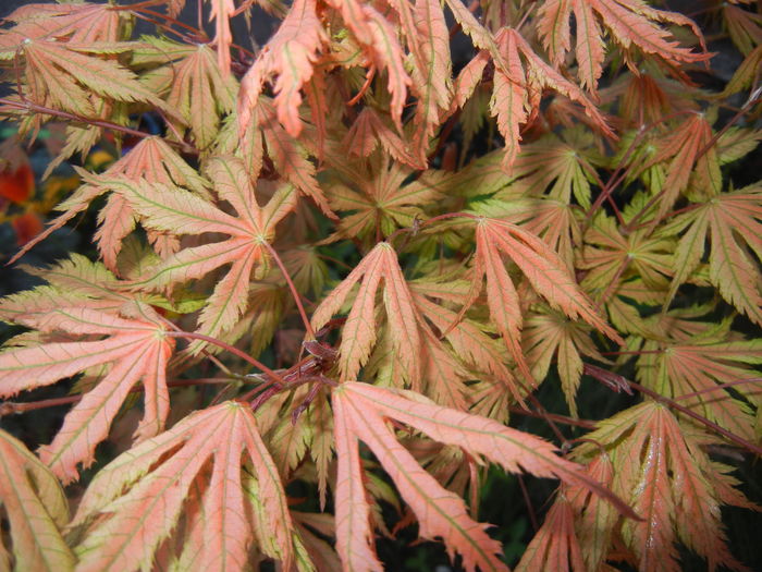 Acer palmatum Ariadne (2016, April 13)