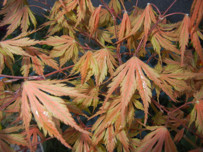 Acer palmatum Ariadne (2016, April 13) - Acer palmatum Ariadne