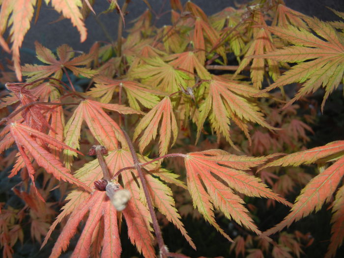 Acer palmatum Ariadne (2016, April 13)