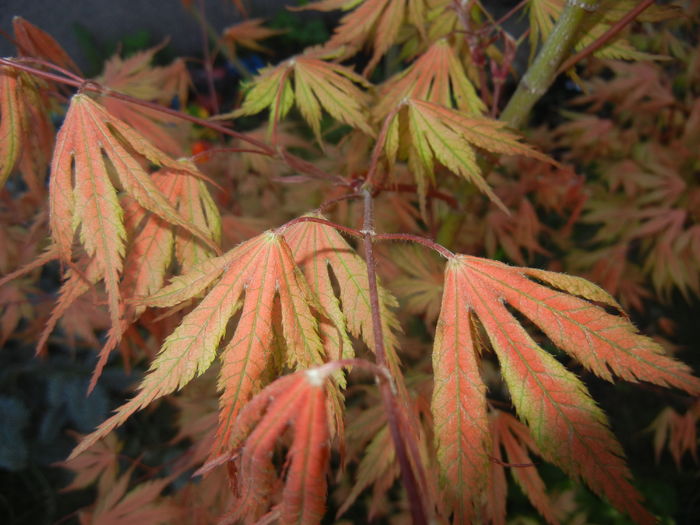 Acer palmatum Ariadne (2016, April 13) - Acer palmatum Ariadne