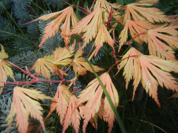 Acer palmatum Ariadne (2016, April 13) - Acer palmatum Ariadne