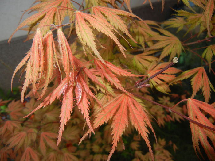 Acer palmatum Ariadne (2016, April 14) - Acer palmatum Ariadne