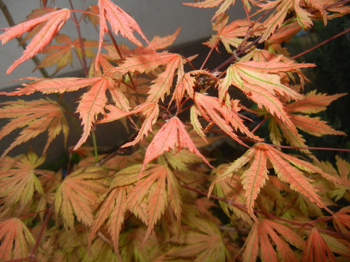 Acer palmatum Ariadne (2016, April 14)