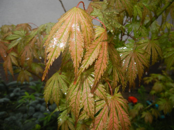 Acer palmatum Ariadne (2016, April 20) - Acer palmatum Ariadne