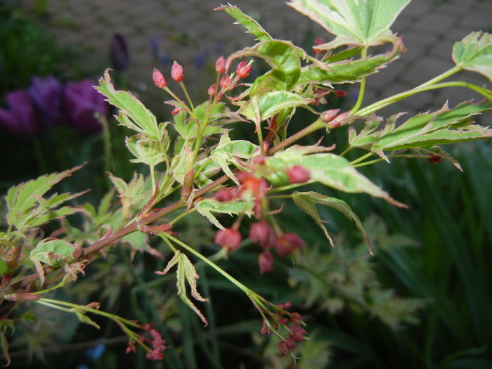 Acer palmatum Butterfly (2016, April 13) Acer palmatum Butterfly (2016, April 13)