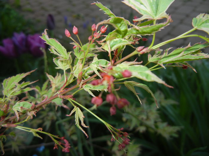 Acer palmatum Butterfly (2016, April 13) - Acer palmatum Butterfly