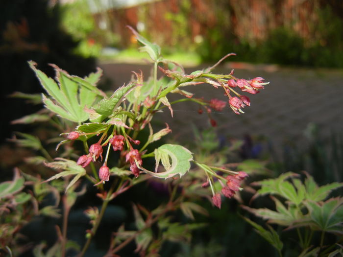 Acer palmatum Butterfly (2016, April 13) - Acer palmatum Butterfly