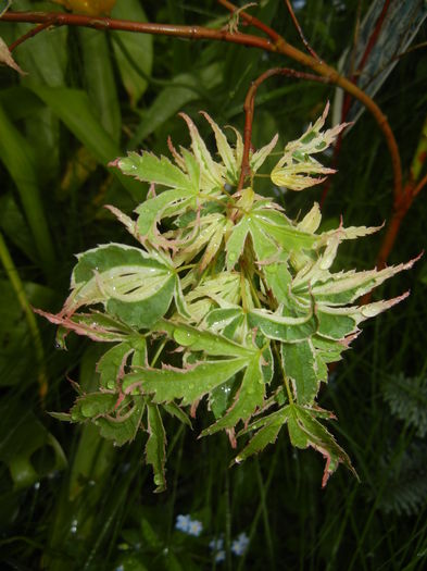 Acer palmatum Butterfly (2016, April 19) - Acer palmatum Butterfly