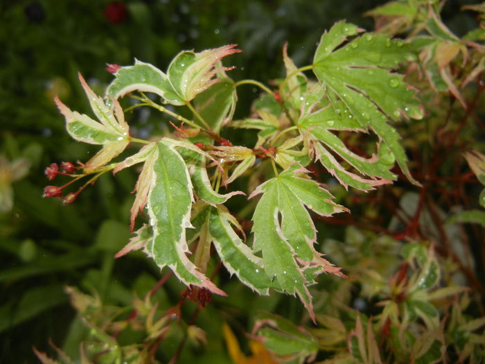 Acer palmatum Butterfly (2016, April 19)