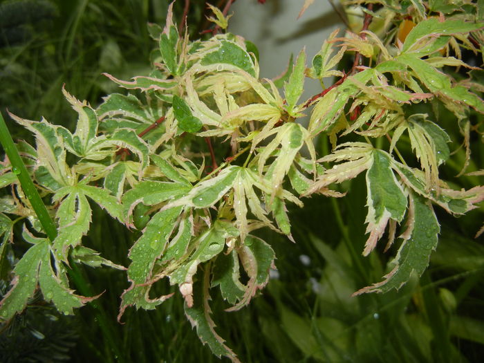 Acer palmatum Butterfly (2016, April 19) Acer palmatum Butterfly (2016, April 19)