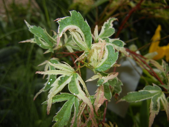 Acer palmatum Butterfly (2016, April 19) Acer palmatum Butterfly (2016, April 19)