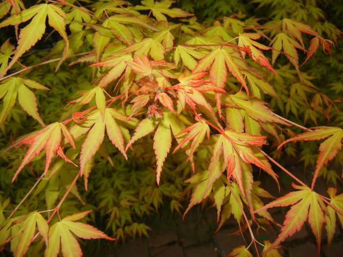 Acer palmatum Katsura (2016, April 14)
