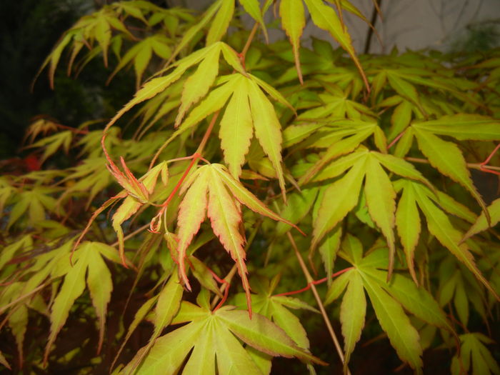 Acer palmatum Katsura (2016, April 14)