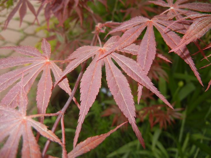 Acer palmatum Bloodgood (2016, Apr.14) - Acer palmatum Bloodgood