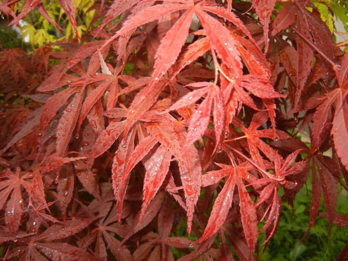 Acer palmatum Bloodgood (2016, Apr.24)