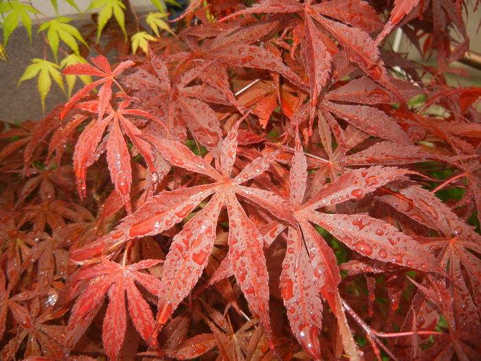 Acer palmatum Bloodgood (2016, Apr.24)