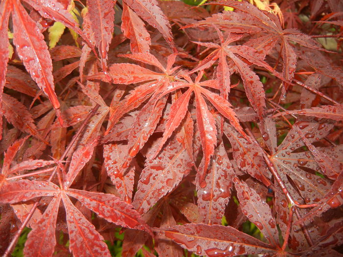 Acer palmatum Bloodgood (2016, Apr.24)