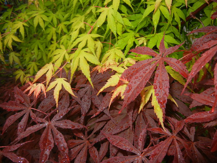 Acer Bloodgood & Katsura (2016, Apr.24) - Acer palmatum_Japanese Maples