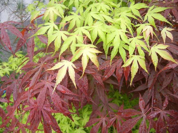 Acer Bloodgood & Katsura (2016, Apr.24) - Acer palmatum_Japanese Maples