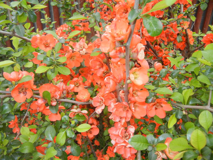 Chaenomeles japonica (2016, April 08)