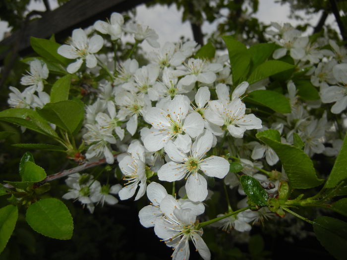 Sour Cherry Blossom (2016, April 10) - Sour Cherry Tree_Visin