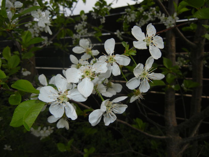 Sour Cherry Blossom (2016, April 10) - Sour Cherry Tree_Visin