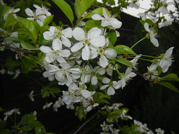 Sour Cherry Blossom (2016, April 10) - Sour Cherry Tree_Visin