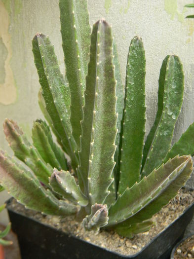 Stapelia grandiflora - 03 - Alte plante suculente - 2016