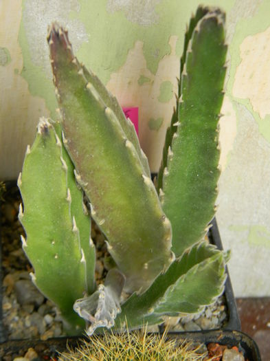 Stapelia gettleffii - 03 - Alte plante suculente - 2016